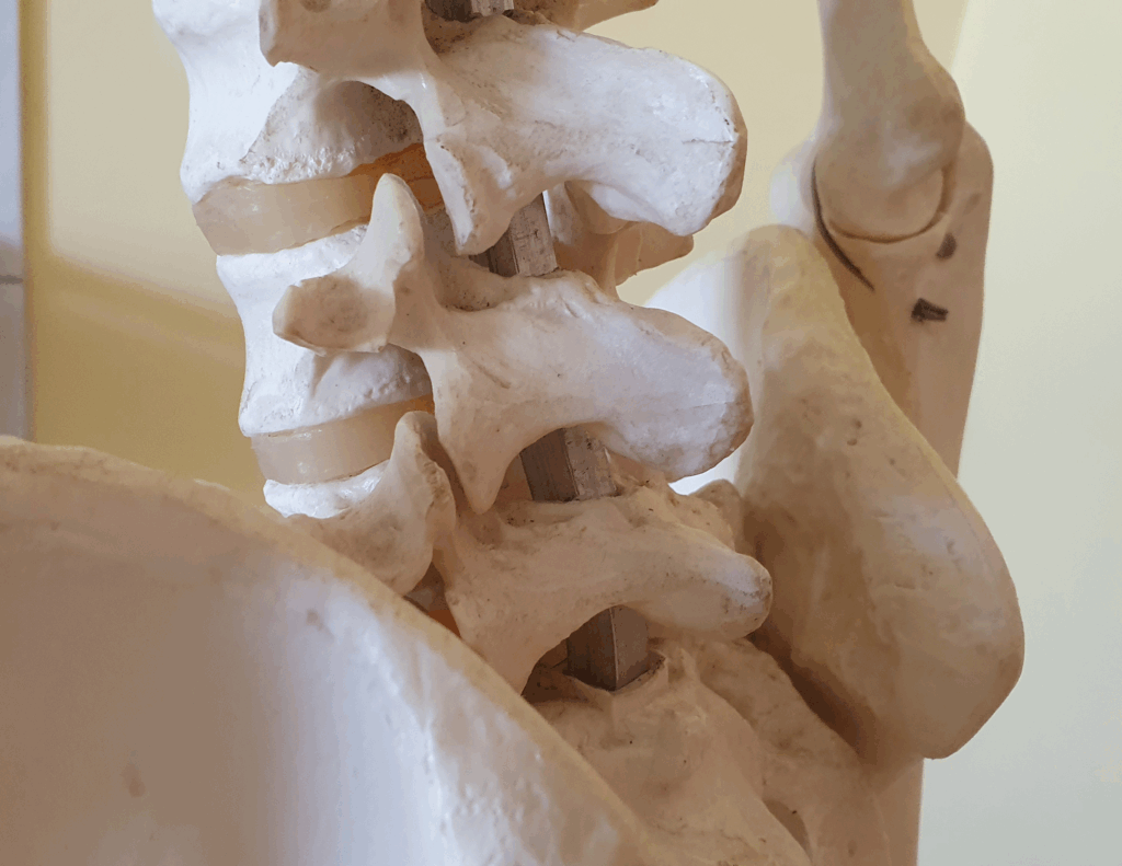 A detailed close-up of a medical anatomical model showing the human spine and pelvis. The model illustrates the vertebrae, translucent intervertebral discs, and the connection to the hip bone.