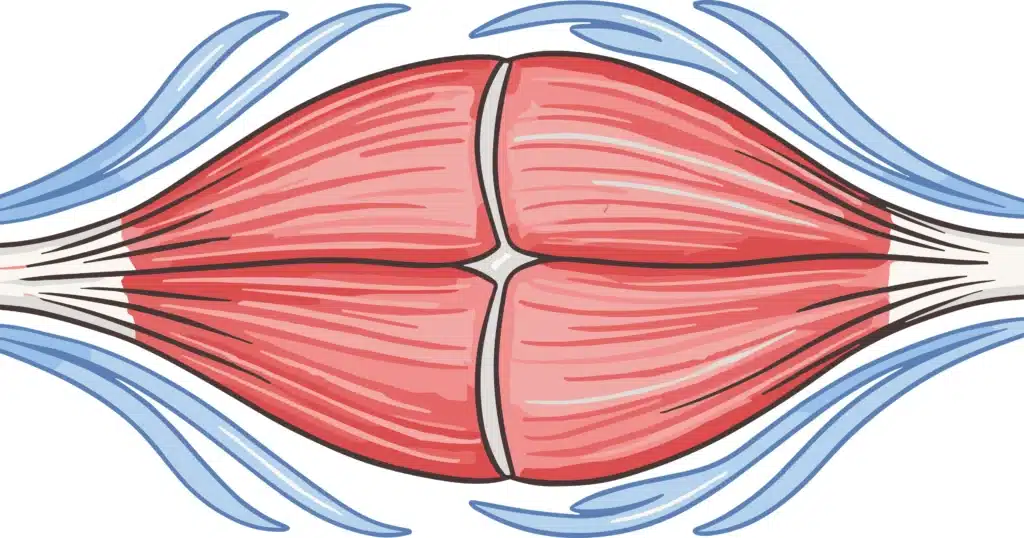 Anatomical diagram illustrating muscle fibers surrounded and supported by fascial connective tissue layers.